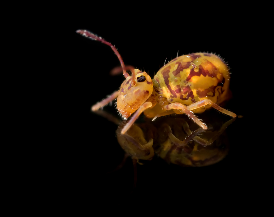 Globular Springtail 2